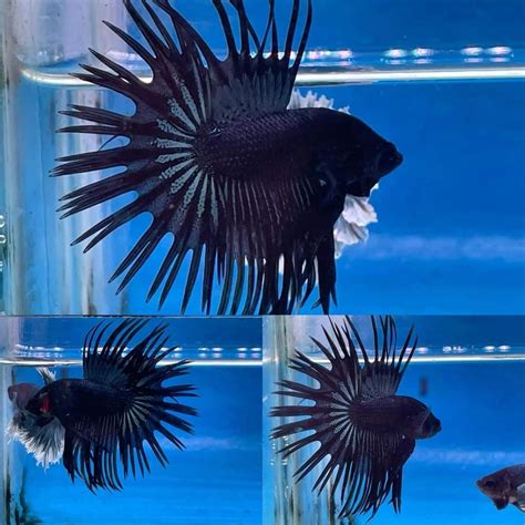 buying fish online singapore|FishyHub .